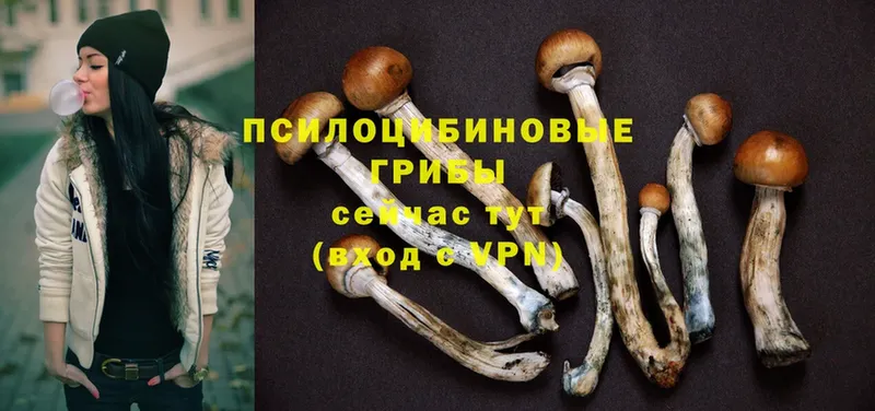 Псилоцибиновые грибы Cubensis  Малая Вишера 